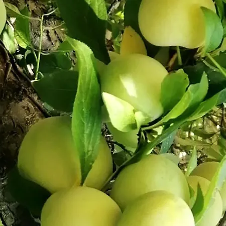 Pula Sardegna A 300 Mt Dal Mare Villa *